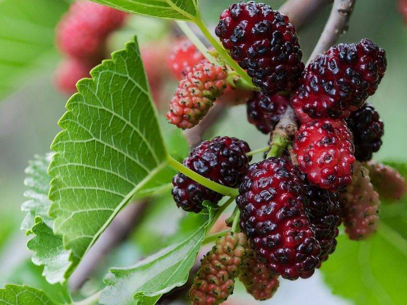 Шелковица купить саженцы из питомнике в Минеральных Водах