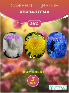 Хризантема Рибонет, Резидент, Блю Дрим, 3 шт