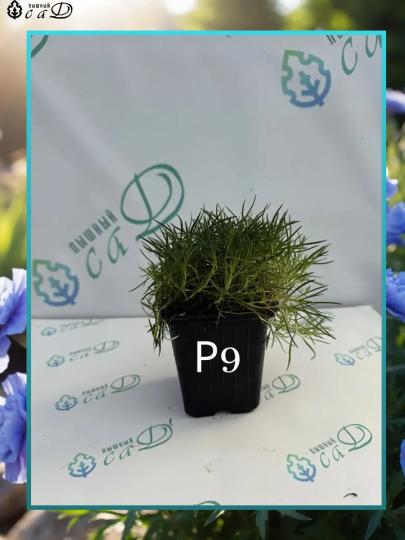 Гвоздика альпийская белая