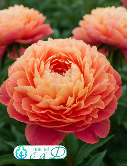 Пион "ЛОРЕЛЕЙ"